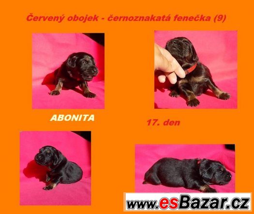 HOVAWART - štěňátka s PP – fotografie 3