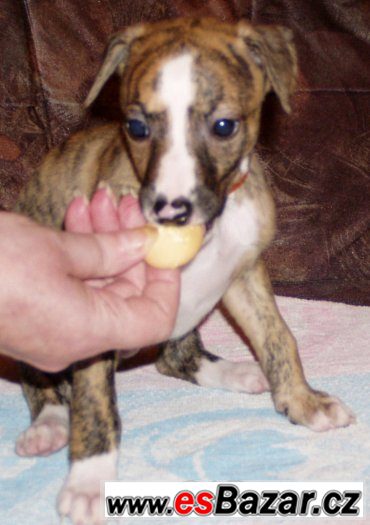 Whippet - Vhipet – fotografie 3