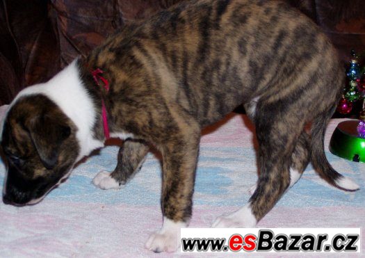 Whippet - Vhipet – fotografie 3