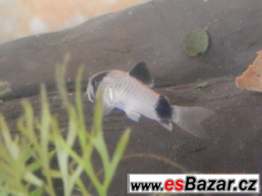 Corydoras fešáček PANDA nesmí chybět v žádné nádrži – fotografie 1