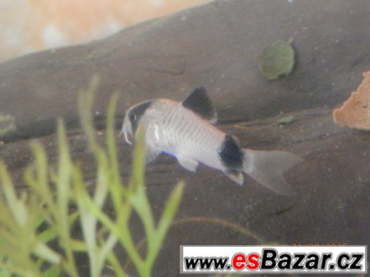 Corydoras fešáček PANDA nesmí chybět v žádné nádrži. Přátels – fotografie 1
