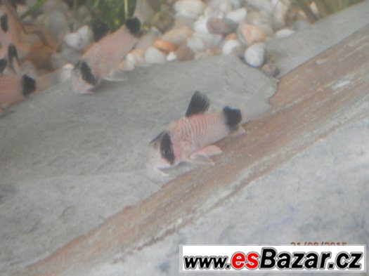 Corydoras fešáček PANDA nesmí chybět v žádné nádrži. Přátels – fotografie 3