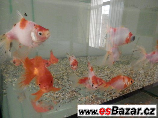 Závojnatky ... od 3 do 25 cm. – fotografie 3