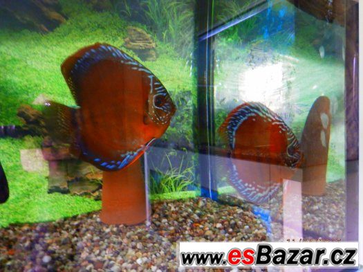 Vánoční ZLATÝ Leopard Snake Skin, Blue DIAMOND – fotografie 3