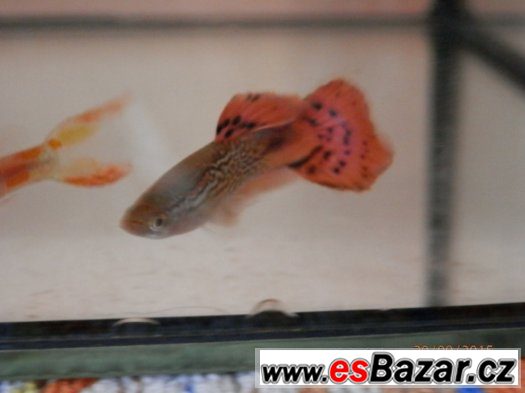 Poecilia Reticulata - velmi sitě vybarvení samci, s pěknou – fotografie 5