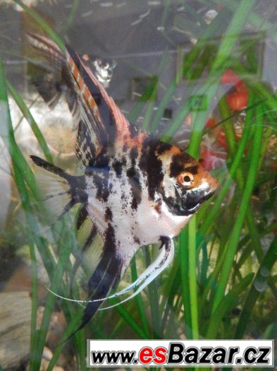 Pterophyllum Scallare Marmor Gold, cca 80 ks, vlastní odchov – fotografie 1