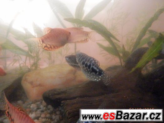 Čichavci - Cosby, Leeri, Gold/Red, výstavní, cca 400 ks, 5,5 – fotografie 3