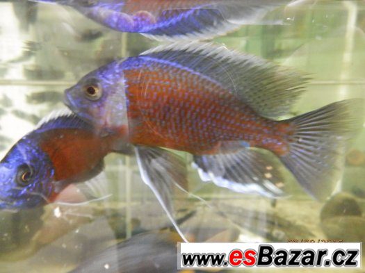 Aulonocara Red Dragon, Red Rubin, Jacob Freibergi, Labidochr – fotografie 1
