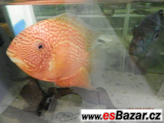 Aulonocara Red Dragon, Red Rubin, Jacob Freibergi, Labidochr – fotografie 3