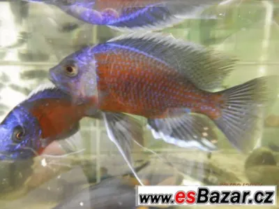 Aulonocara Red Dragon, Red Rubin, Jacob Freibergi, Labidochr