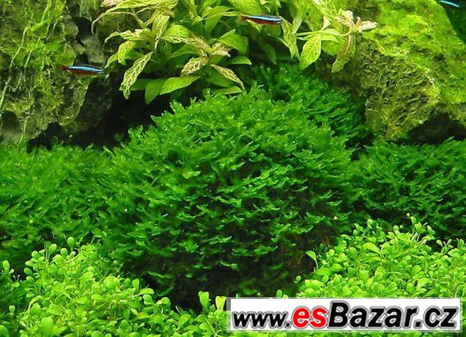 AKVARIJNÍ ROSTLINA MONOSOLENIUM TENERUM – fotografie 1
