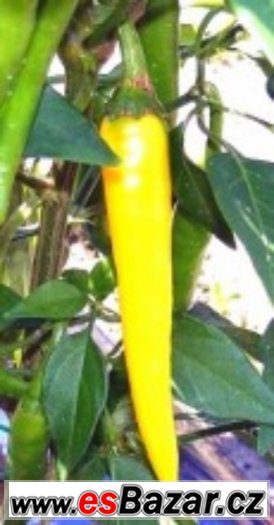 Chilli paprika Cayene pepper gold - semena – fotografie 1