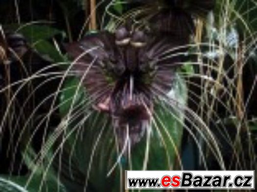 Tacca Chantieri - semena – fotografie 1