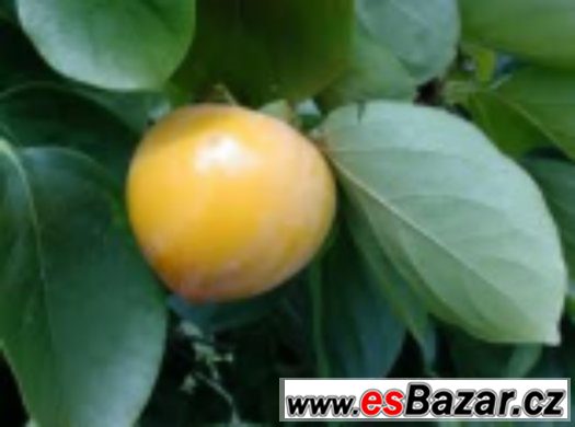 Diospyros Kaki - semena – fotografie 1