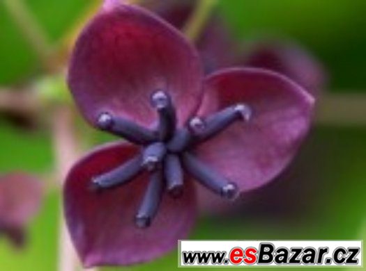 Akebia quinata - semena – fotografie 1