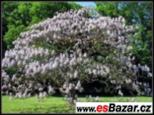 Paulownie (Paulownia Tomentosa) semena – fotografie 1