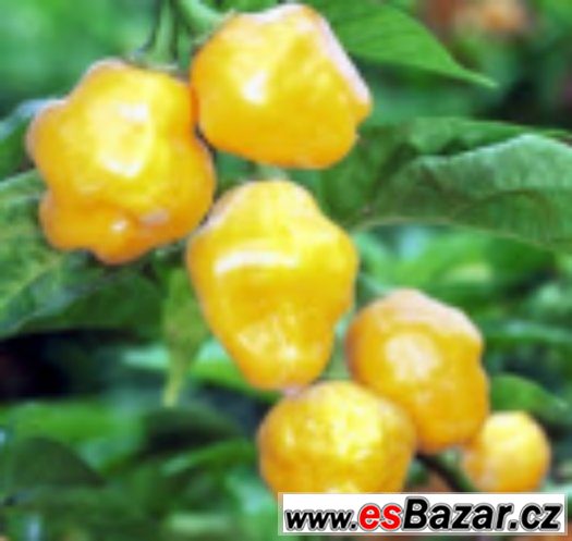 Chilli paprika Trinidad Perfume - semena – fotografie 1