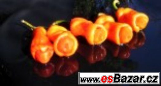 Chilli paprika Pepper Peter Orange - semena – fotografie 1