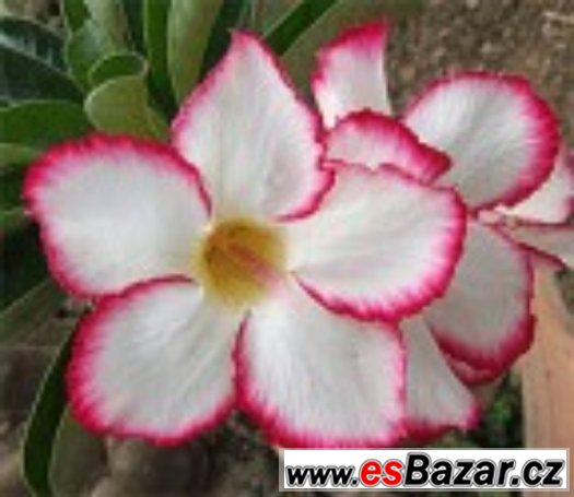 Adenium Mycoutry - semena – fotografie 1