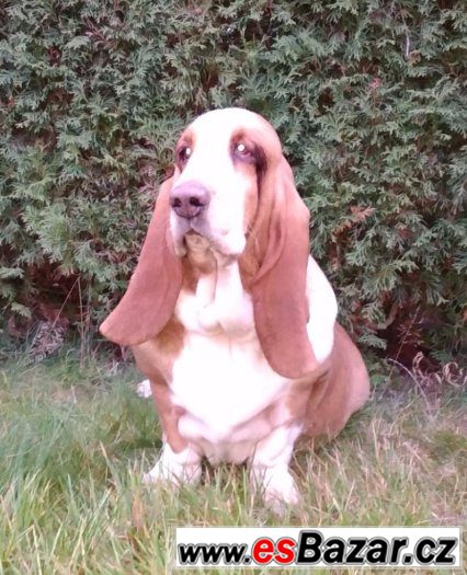 Basset Hound s PP – fotografie 1