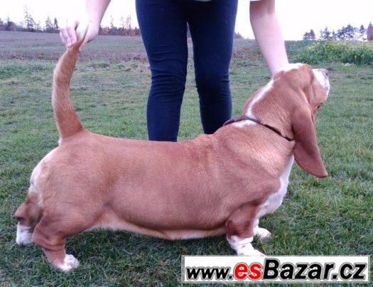 Basset Hound s PP – fotografie 3