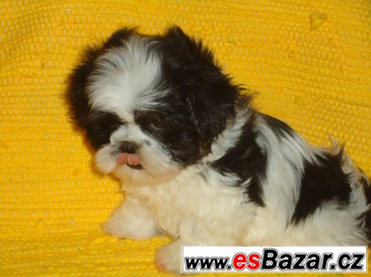 Shih-tzu, nádherná štěňátka bez PP,velice kvalitní,černobílá – fotografie 2