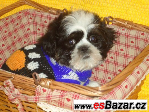 Shih-tzu, nádherná štěňátka bez PP,velice kvalitní,černobílá – fotografie 5