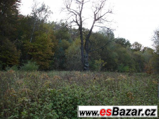 Pozemek - Pavlovice u Jestřebí – fotografie 5