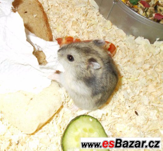Prodám křečíky džungarské – fotografie 2