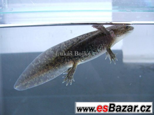 AXOLOTL MEXICKÝ  OD 80 kč/ kus – fotografie 1