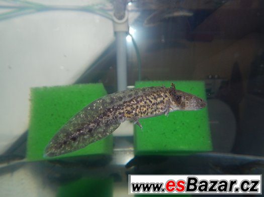 AXOLOTL MEXICKÝ  OD 80 kč/ kus – fotografie 5