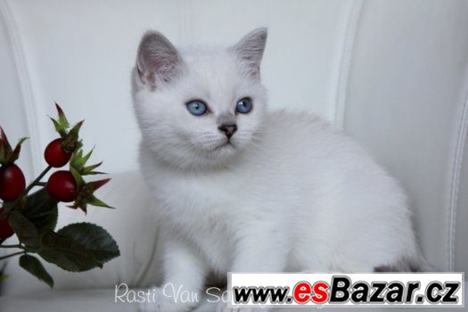Britska SILVER -SHADED-POINT koťatka s PP – fotografie 3
