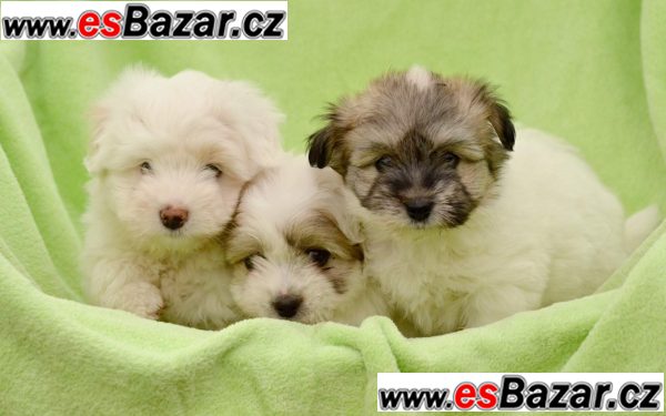 Štěňata Coton de Tuléar – fotografie 1