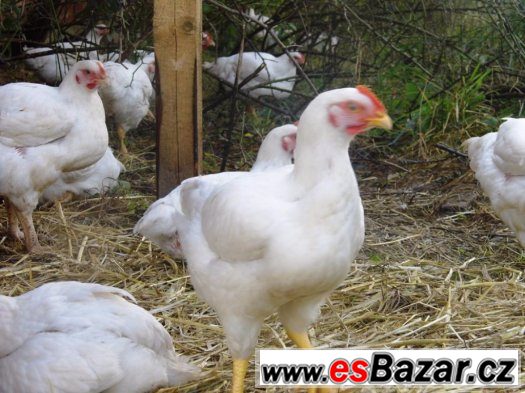 farmářští brojleři – fotografie 1