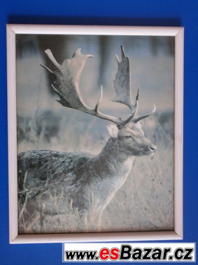 Rámečky na obrázky – fotografie 5