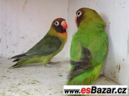 Agapornis hnědohlavý-páry – fotografie 1
