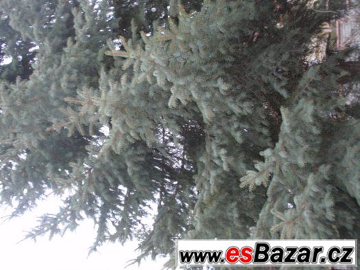 strom smrk – fotografie 2