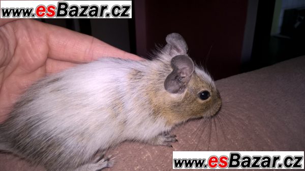 osmak degu – fotografie 2