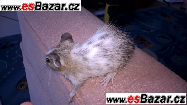 osmak degu – fotografie 3