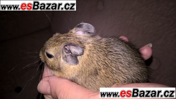 osmak degu – fotografie 4