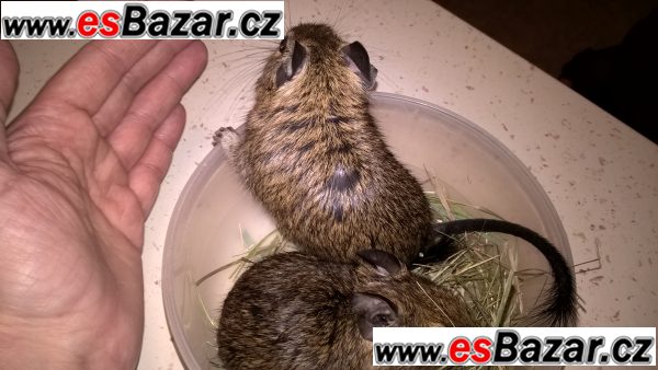osmak degu – fotografie 5