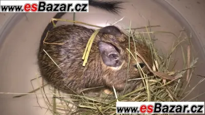 osmak degu