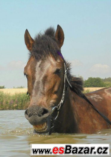 Nabízím práci s 12 letou huculkou – fotografie 4
