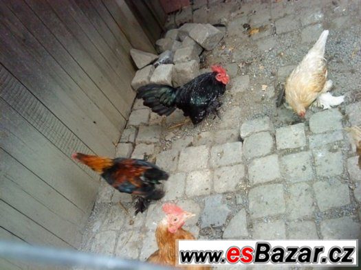 rousne rousny 1kohout 2 slepice – fotografie 1