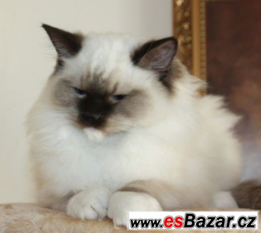 RAGDOLL : – fotografie 1