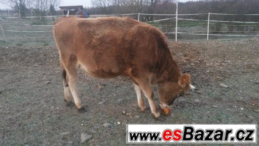 zapuštěná Jersey jalovice 1,5roku – fotografie 2