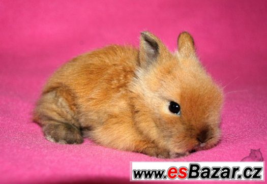Teddy králíčci s VP - miminka - Brno, Vyškov,doprava po ČR – fotografie 2