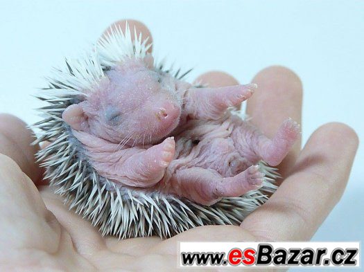 Sameček afrického pygmy ježka s PP k předběžné rezervaci – fotografie 3