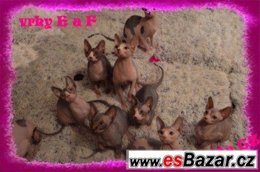 Kanadský SPHYNX s PP – fotografie 1