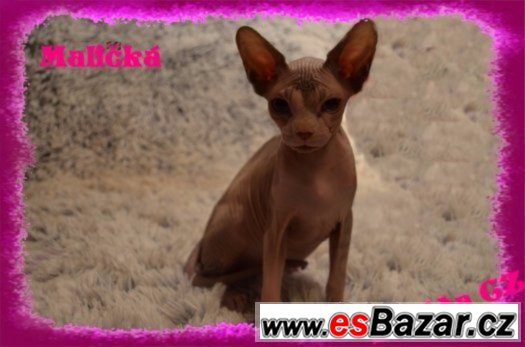 Kanadský SPHYNX s PP – fotografie 3